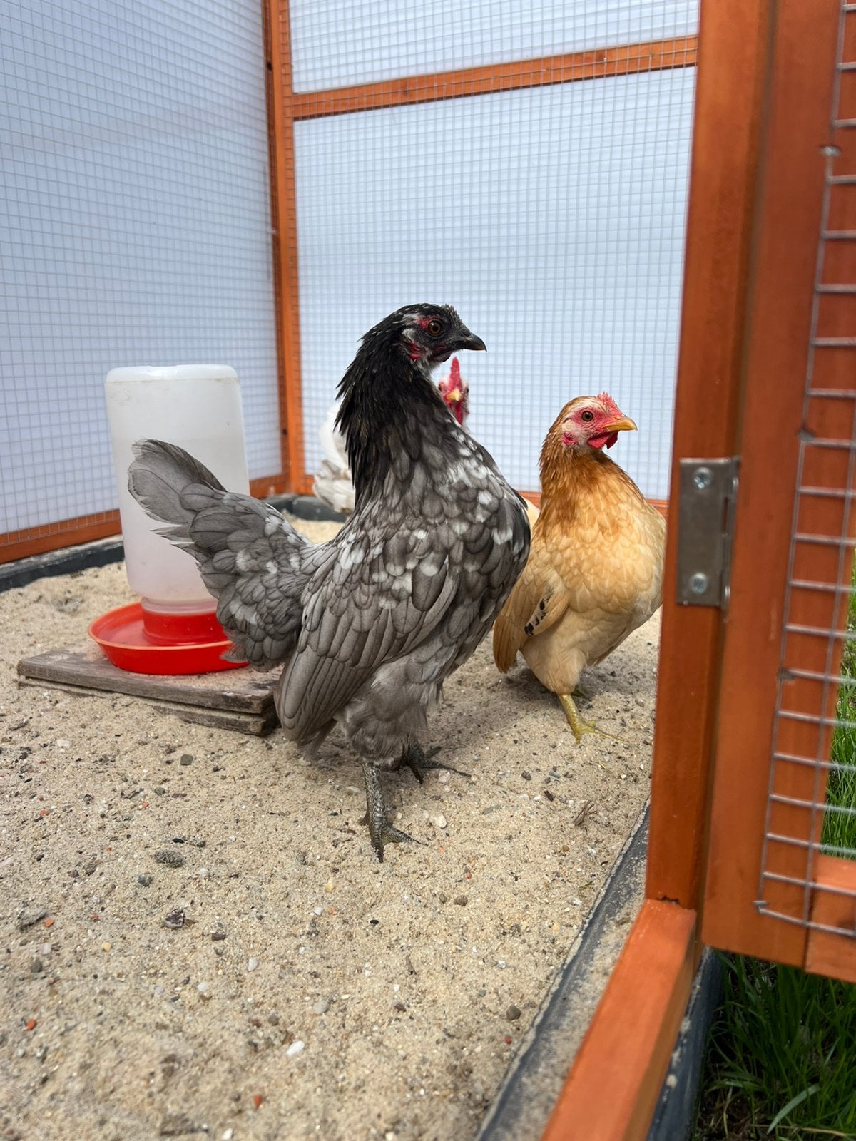 3 serama hennen, Dieren en Toebehoren, Vrouwelijk, Kip