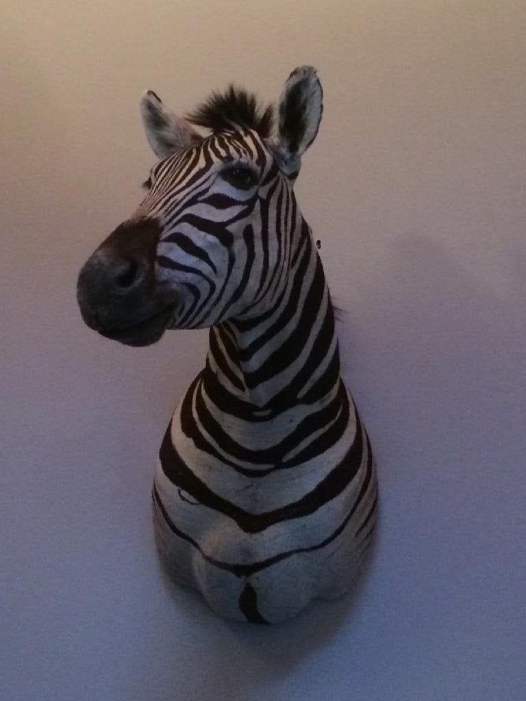Opgezette Zebra, Ophalen, Zo goed als nieuw, Wild dier, Opgezet dier