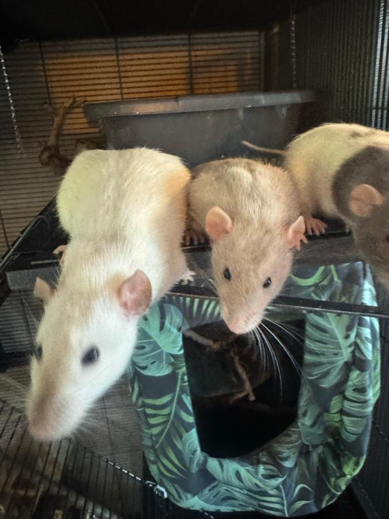 Mannetjes ratten, Dieren en Toebehoren, Knaagdieren, Rat, Mannelijk, Januari, Tam