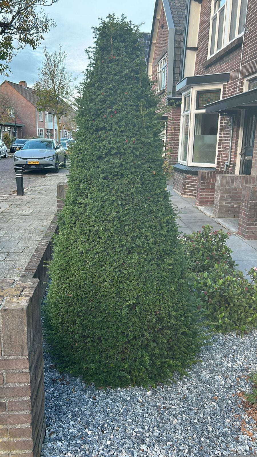 Te koop een hele mooie taxus boom, Bloeit niet, Overige soorten, 100 tot 250 cm, Ophalen