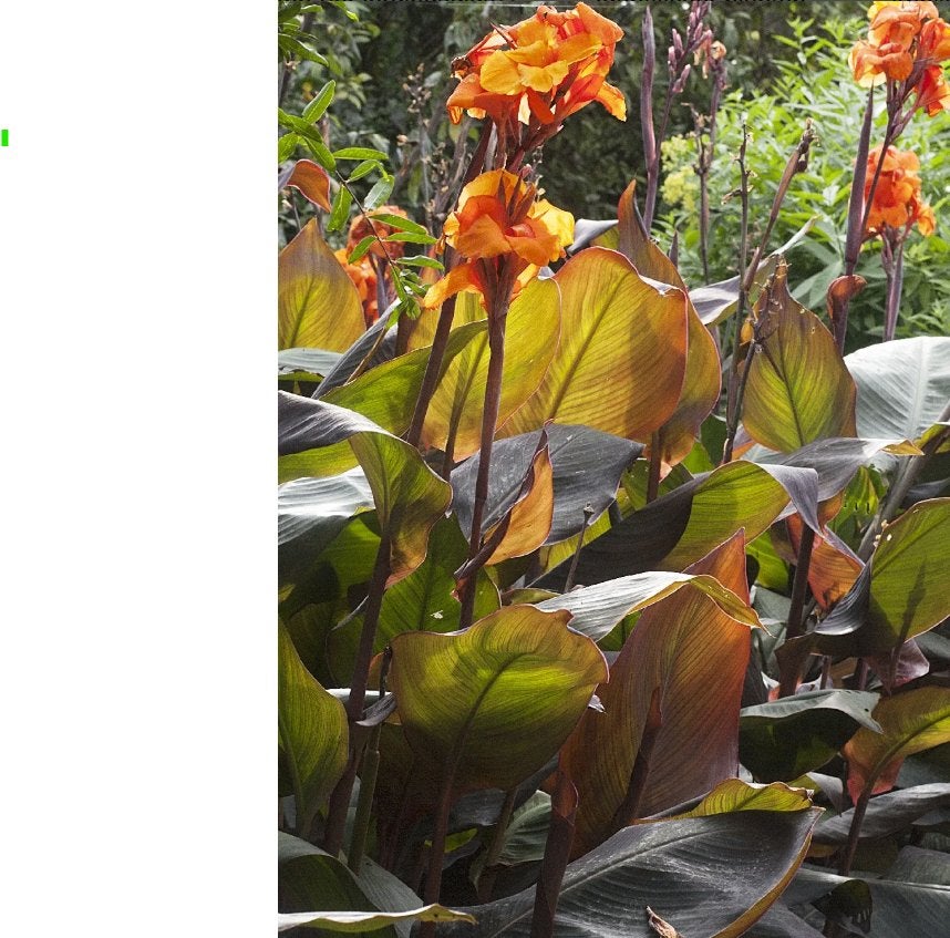 Canna ‘Purpurea’ in kuip – Tropische blikvanger, Volle zon, Vaste plant, Zomer, Ophalen