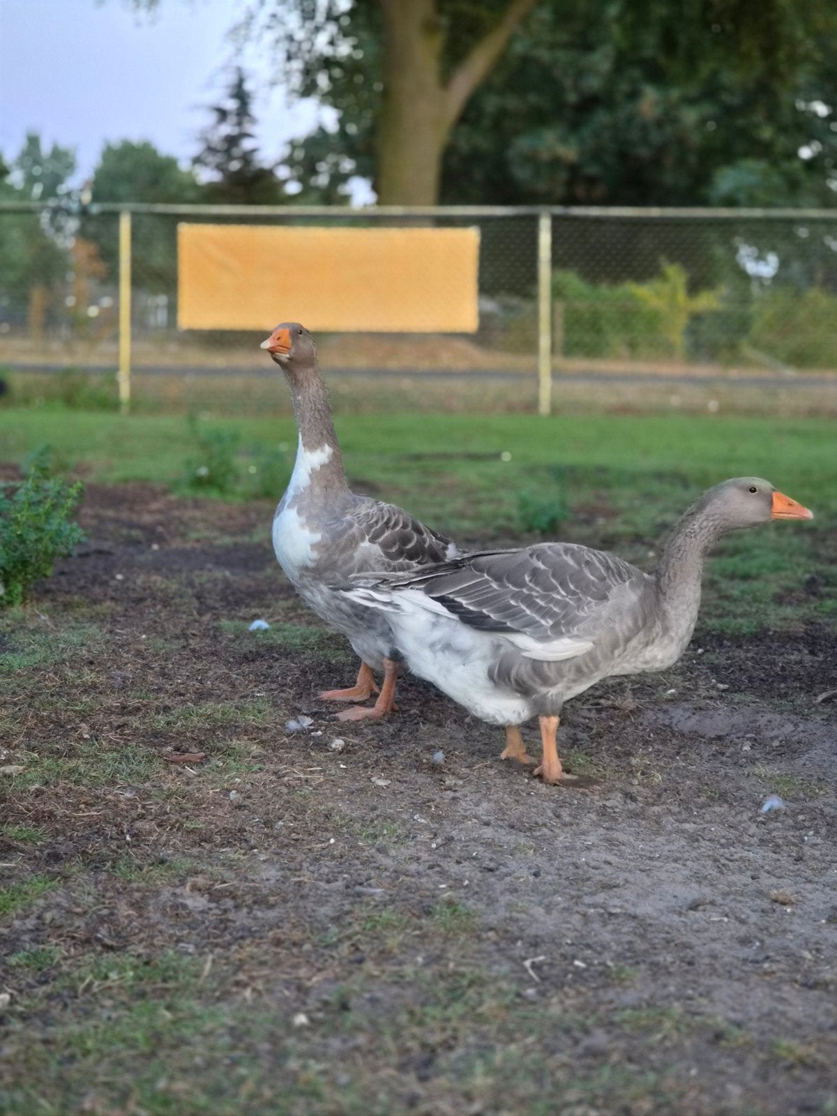 Boerengans, Dieren en Toebehoren, Geslacht onbekend, Gans of Zwaan