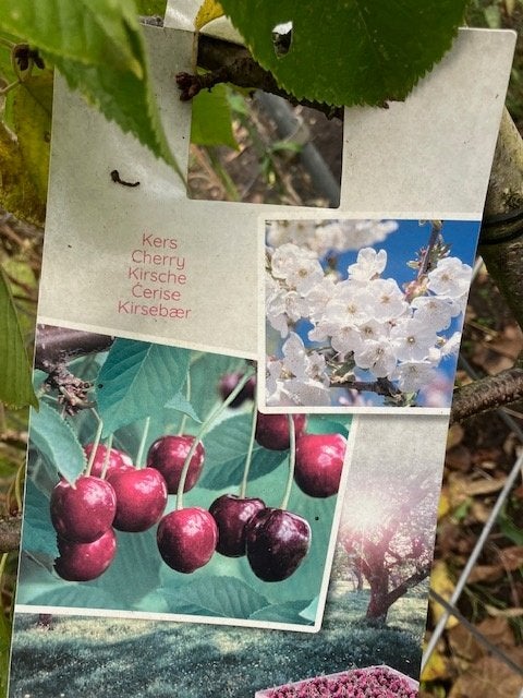 Fruit, Ophalen, Lente, Volle zon, In pot