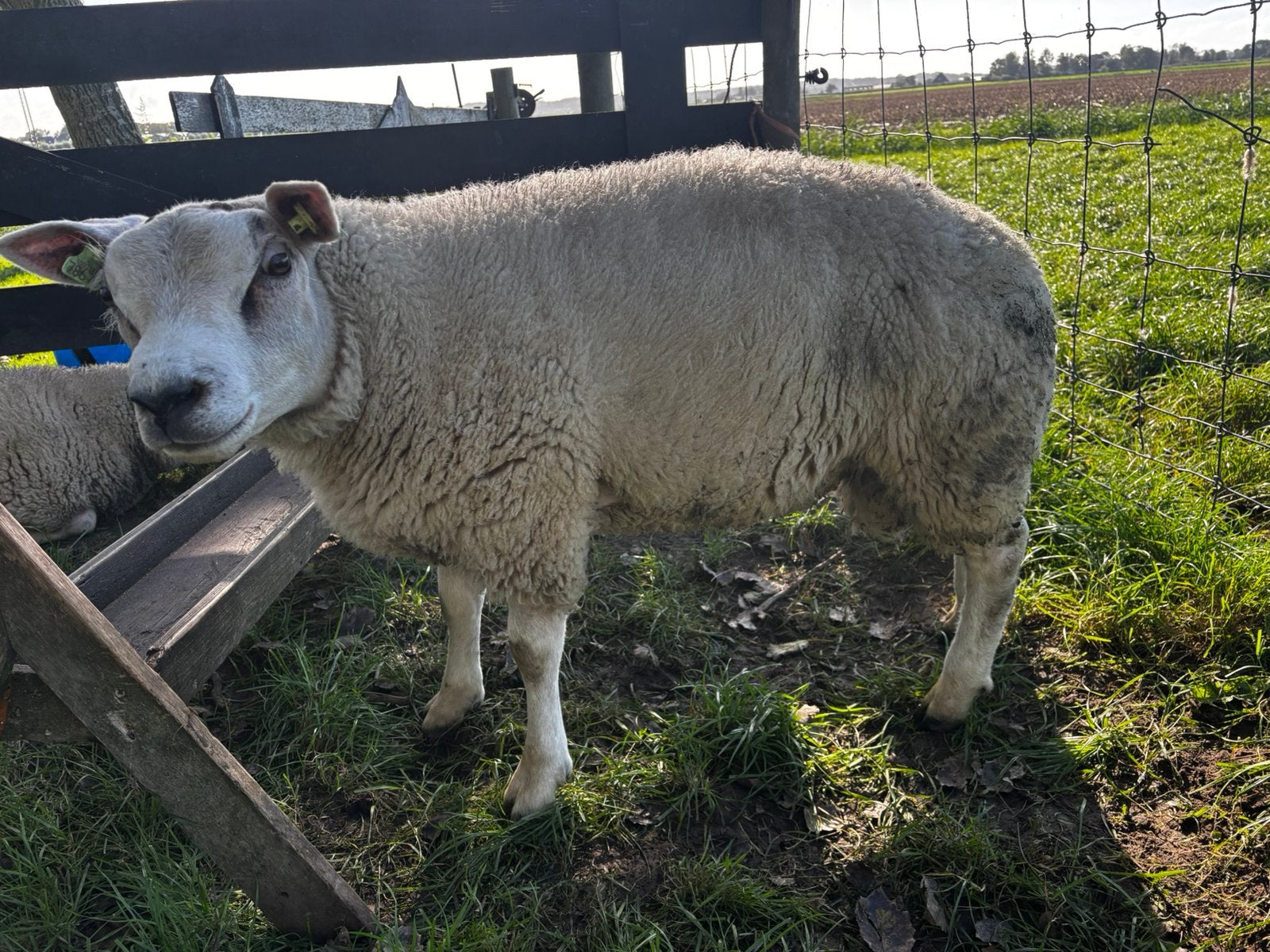 Dekrammen Texelaar, Mannelijk, Schaap, 0 tot 2 jaar