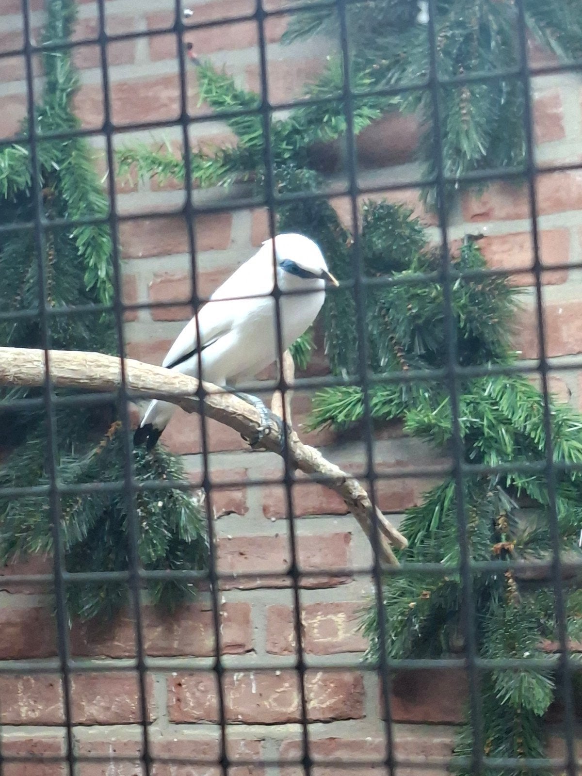 koppel Bali spreeuwen, Dieren en Toebehoren, Vogels | Overige Vogels, Meerdere dieren, Geringd