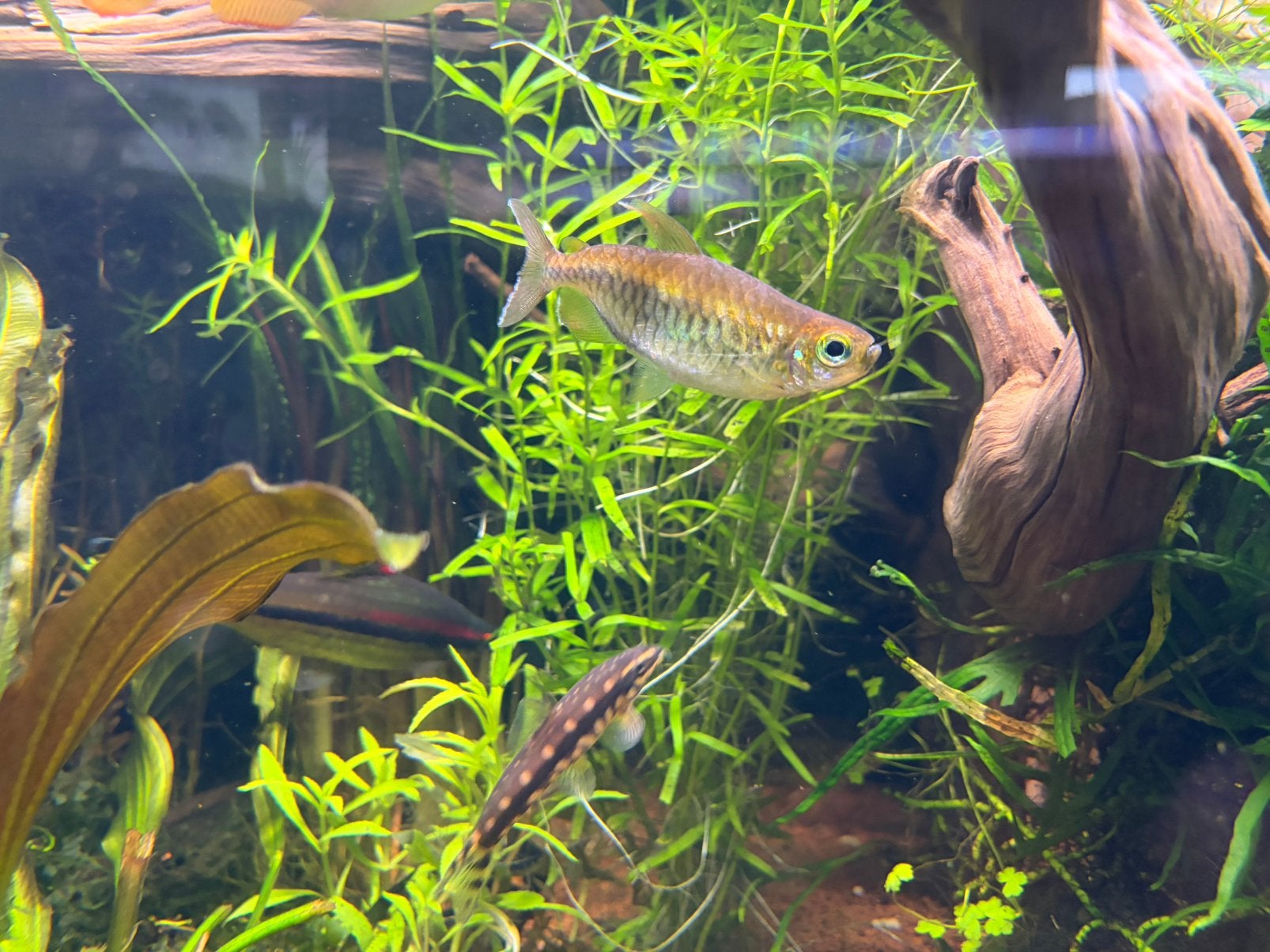 Diverse vissen aangeboden, Dieren en Toebehoren, Vissen | Aquariumvissen, Vis, Zoetwatervis, Schoolvis