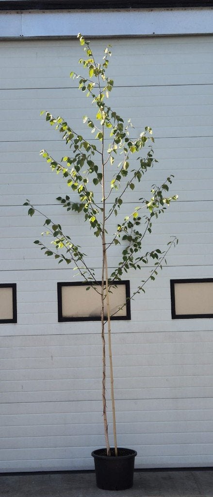 Betula utilis 'Jacquemontii', Overige soorten, Lente, 250 tot 400 cm, Ophalen