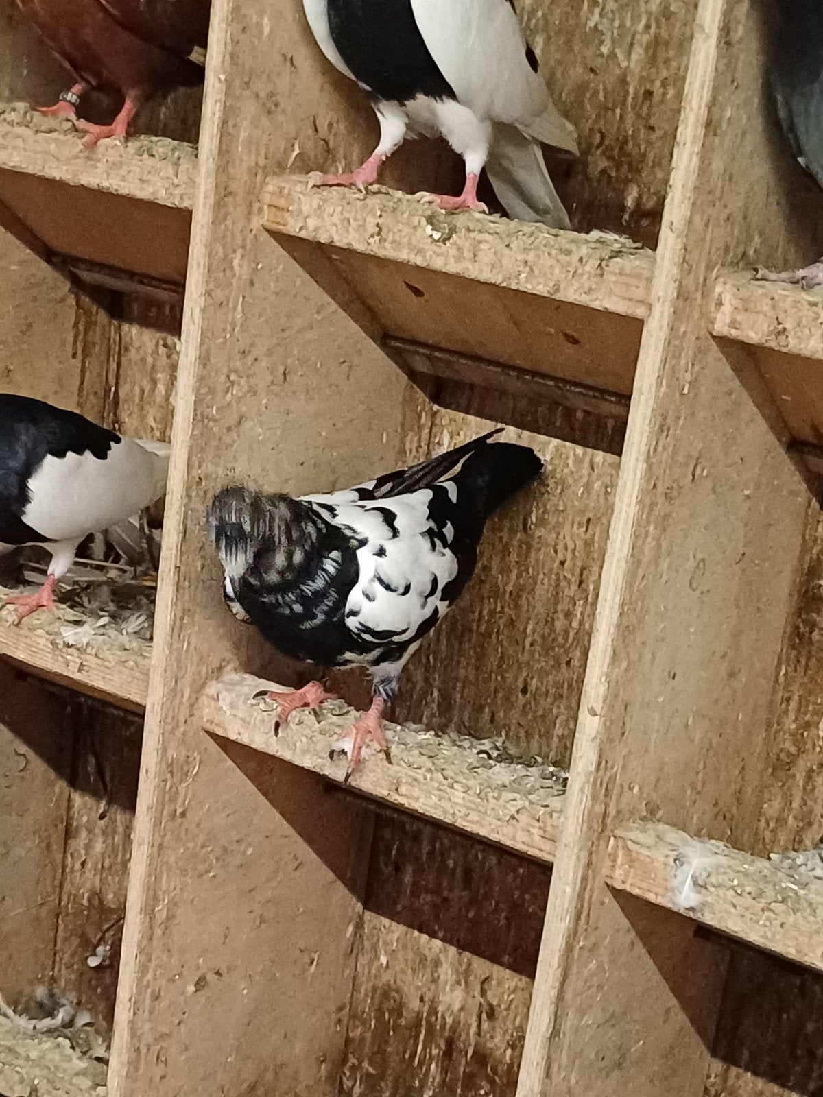nederlandse hoogvliegers, Meerdere dieren, Overige soorten