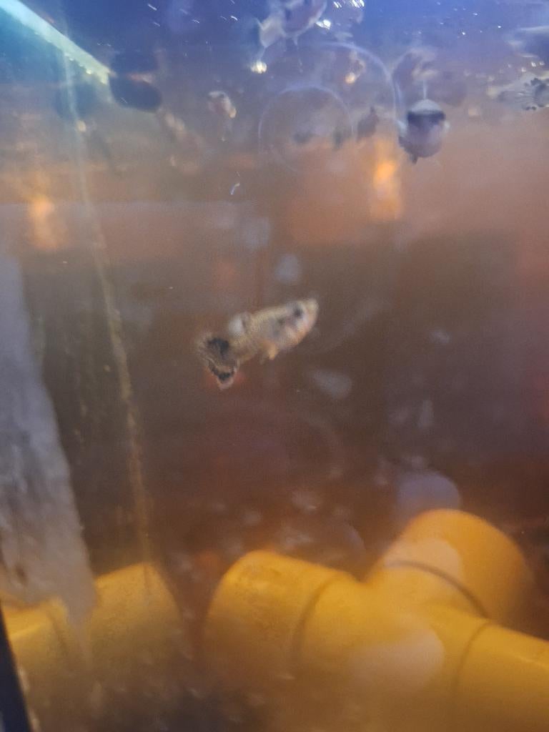 Blue dragon guppys, Vis, Zoetwatervis