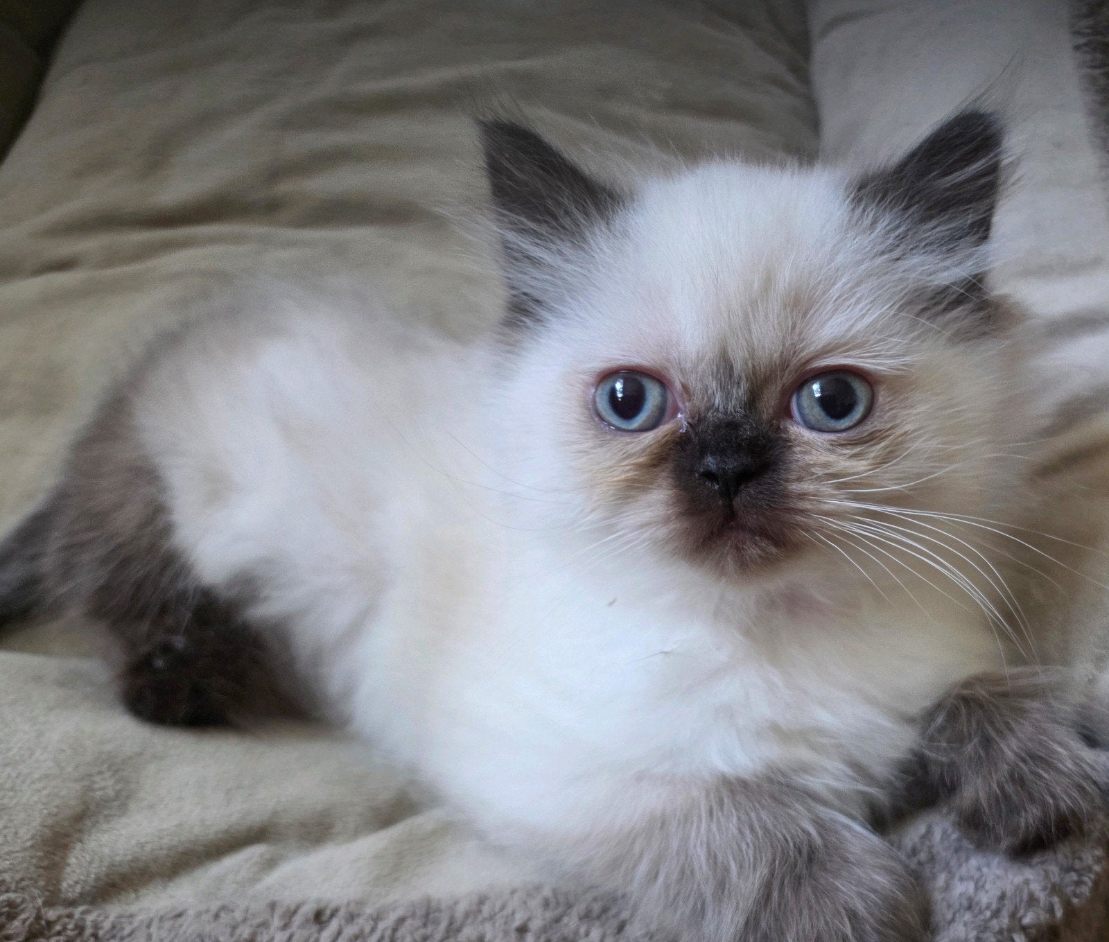 perzische chocolate point kitten. perzisch kattin met stambo, Meerdere dieren, Ontwormd, 0 tot 2 jaar