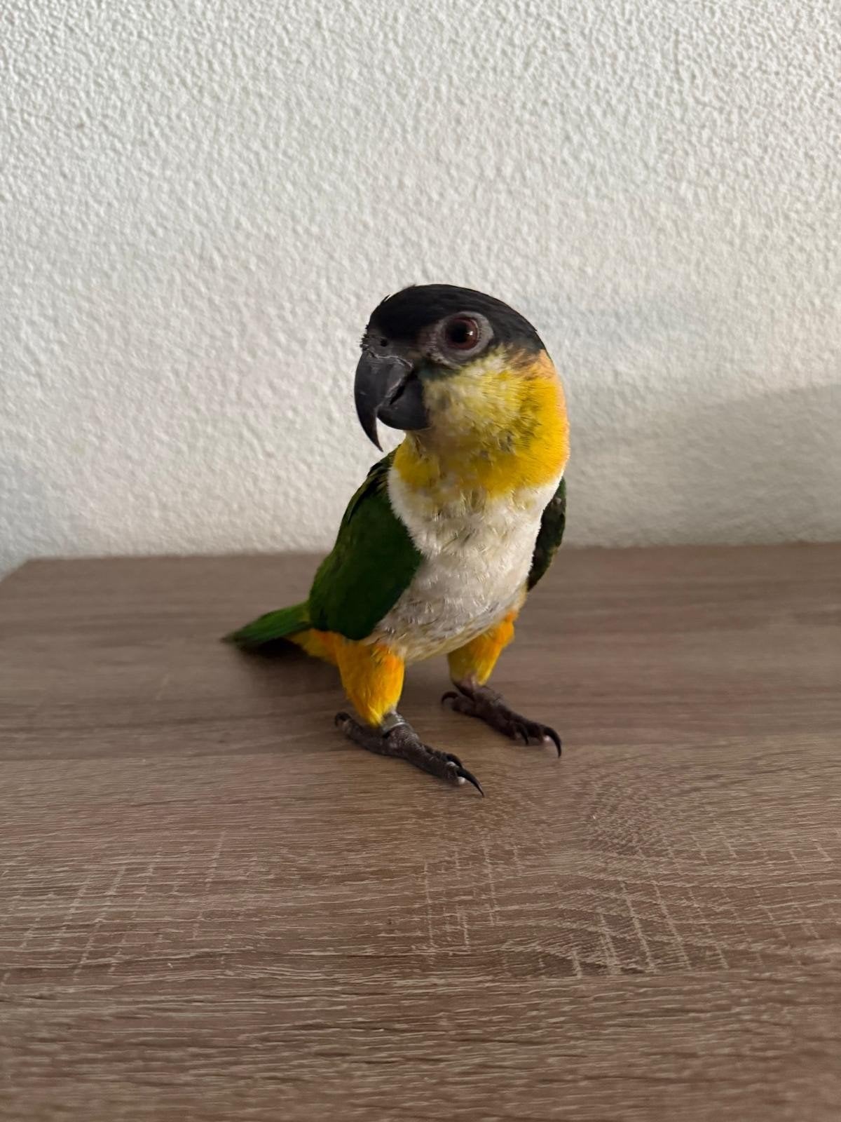 Zwartkop Caique, Dieren en Toebehoren, Mannelijk, Papegaai, Tam