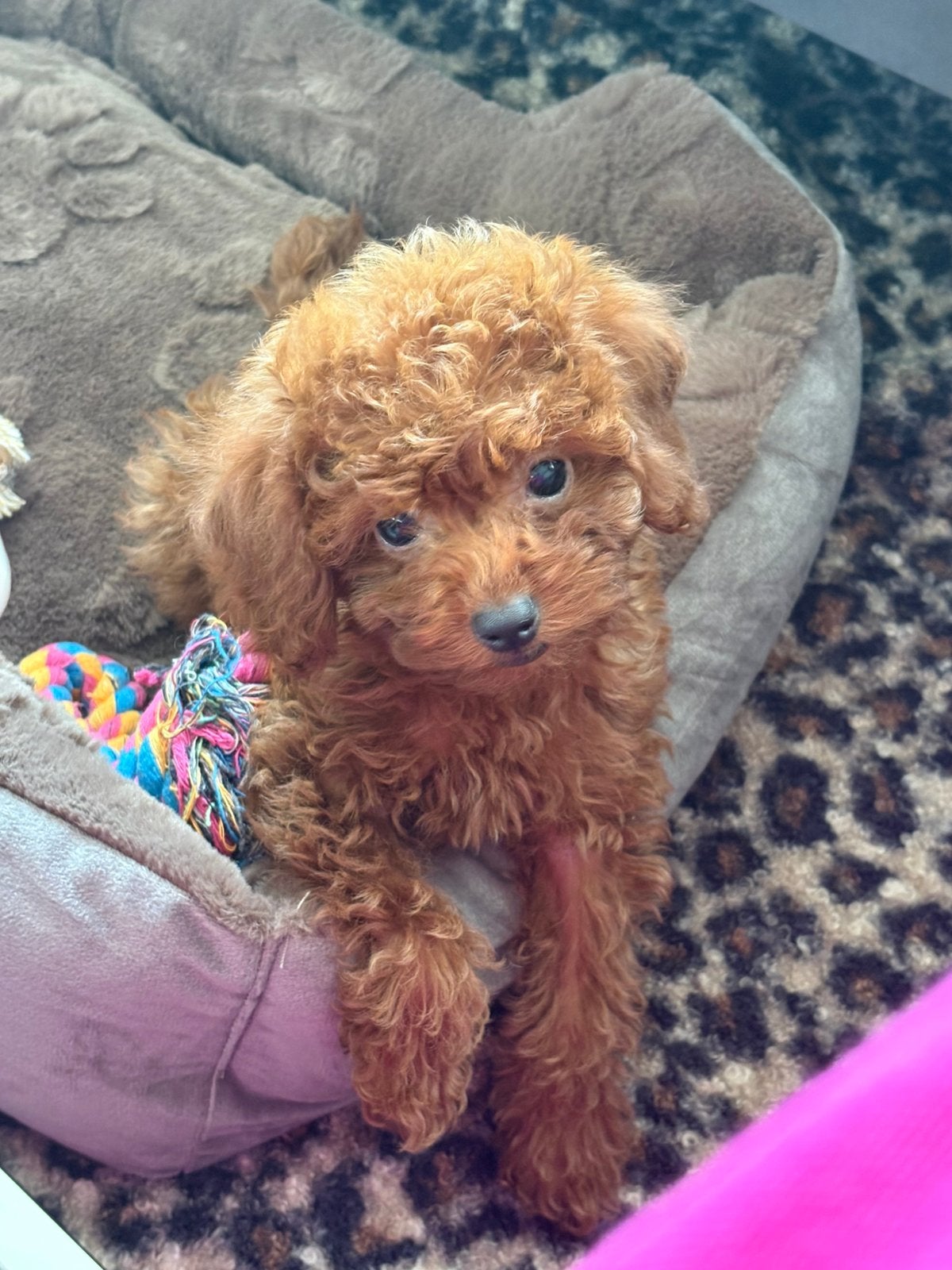 Toypudel/toypudel / toypudel, Poedel, Reu, 8 tot 15 weken, Parvo