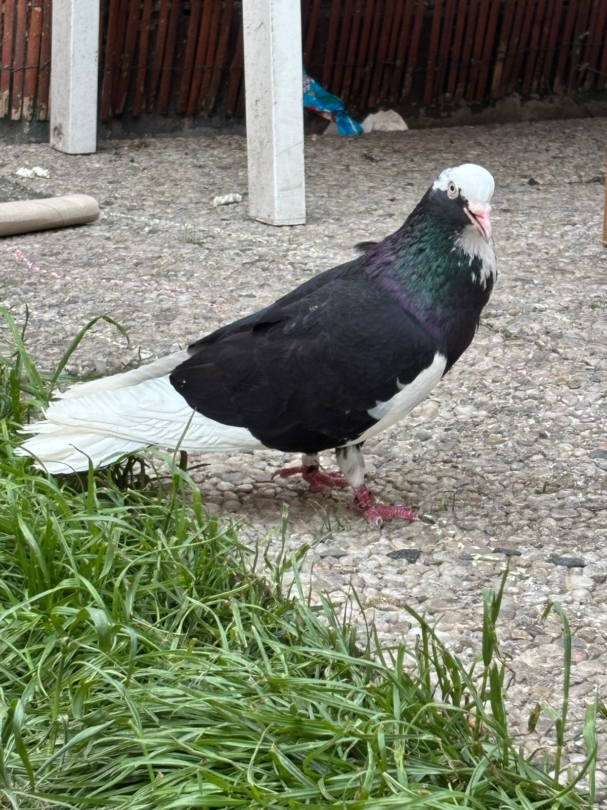 Dönek duiven, Dieren en Toebehoren, Vogels | Duiven, Meerdere dieren, Postduif