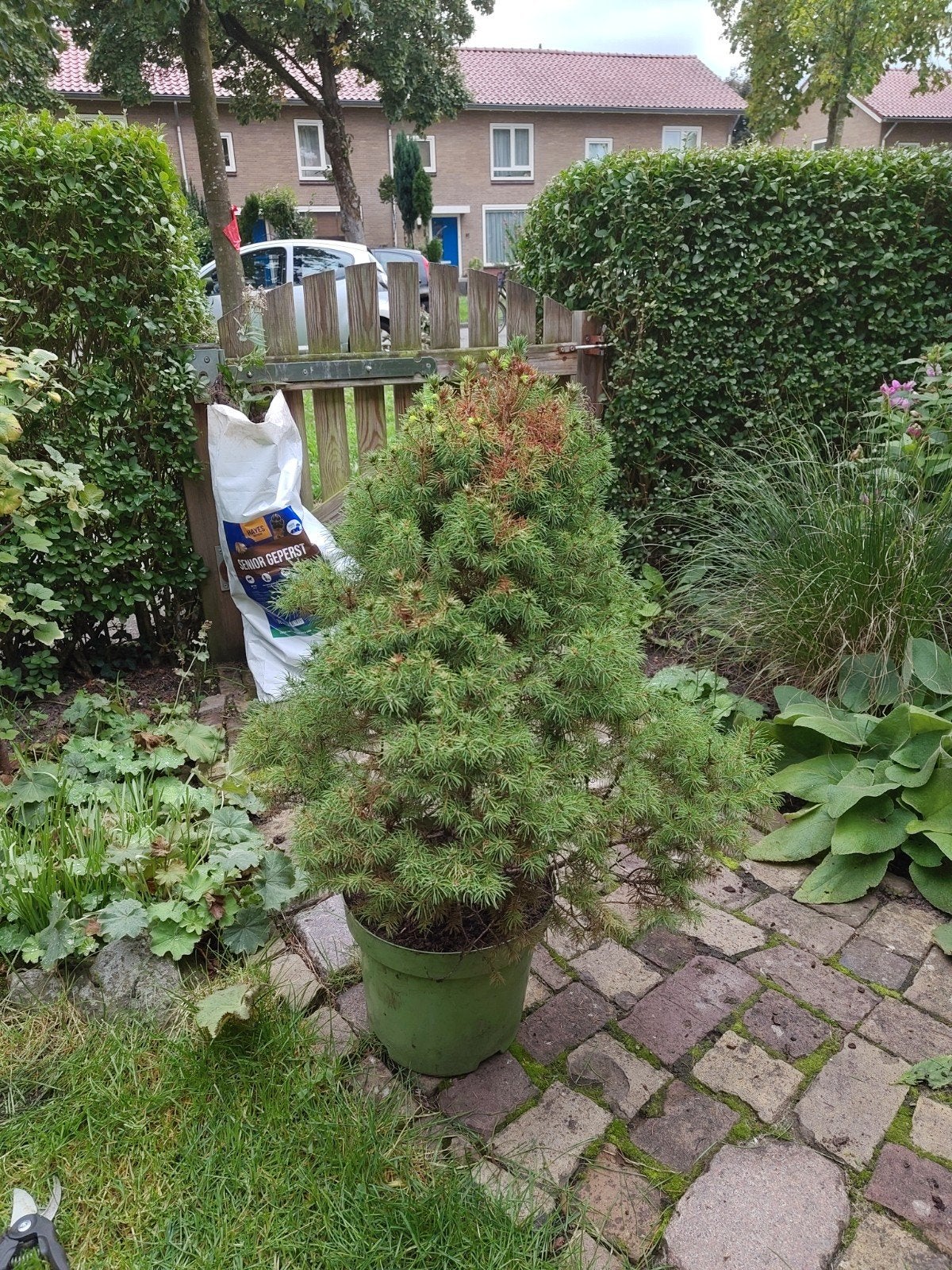 Kleine cornifeer, Tuin en Terras, Ophalen, Volle zon, Overige soorten, Minder dan 100 cm