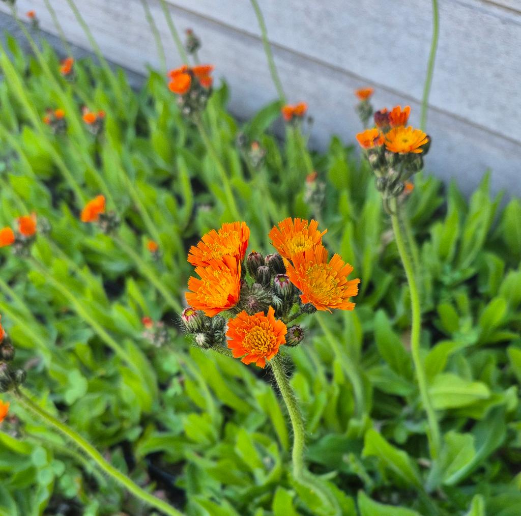 Oranje Havikskruid / Pilosella aurantiaca in P9 / 25 ct., Ophalen, Bodembedekkers, Volle zon, Vaste plant