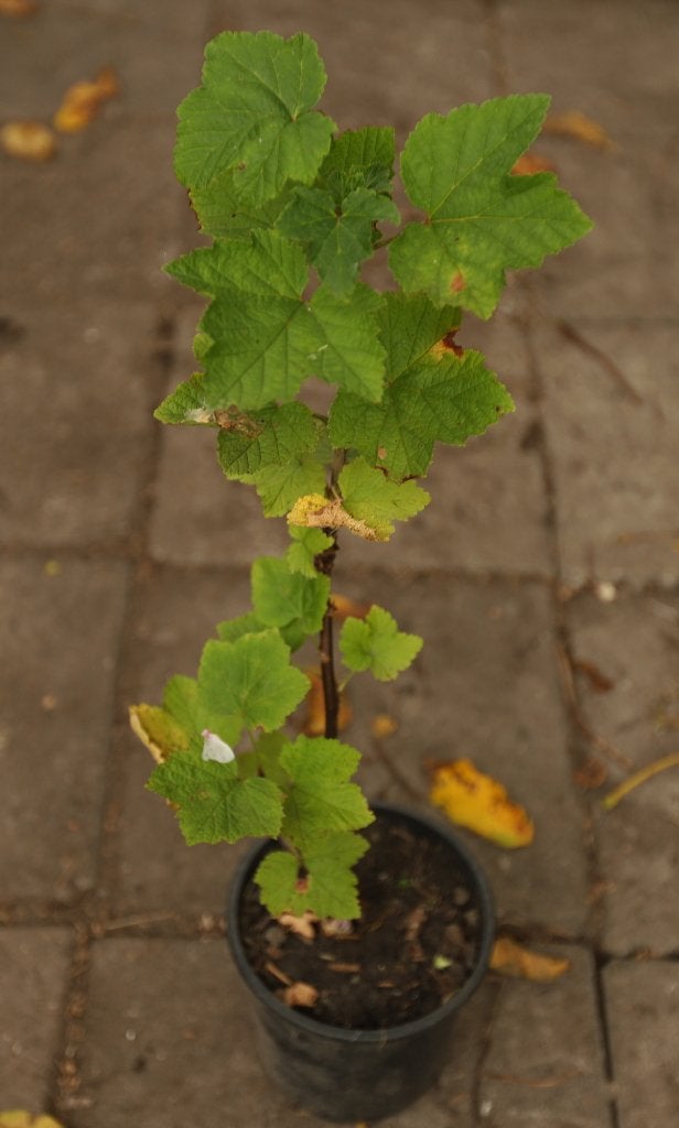 Rode bes., Tuin en Terras, Volle zon, Vaste plant, Ophalen of Verzenden, Fruitplanten