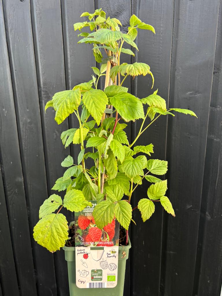 Framboos, Tuin en Terras, Ophalen, Vaste plant, Fruitplanten