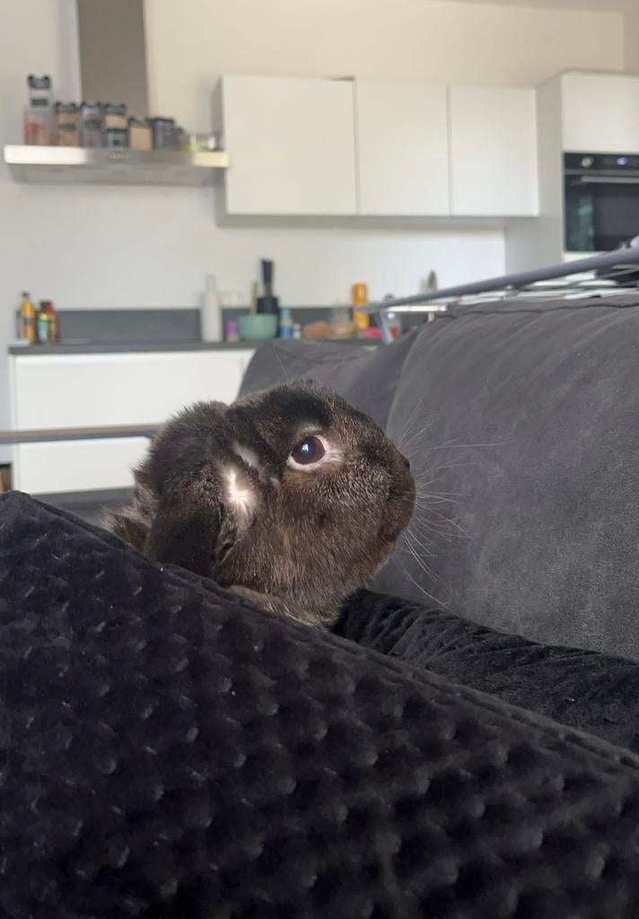 Lief aanhankelijk konijntje., Dieren en Toebehoren, Mannelijk, Klein, Hangoor, 3 tot 5 jaar