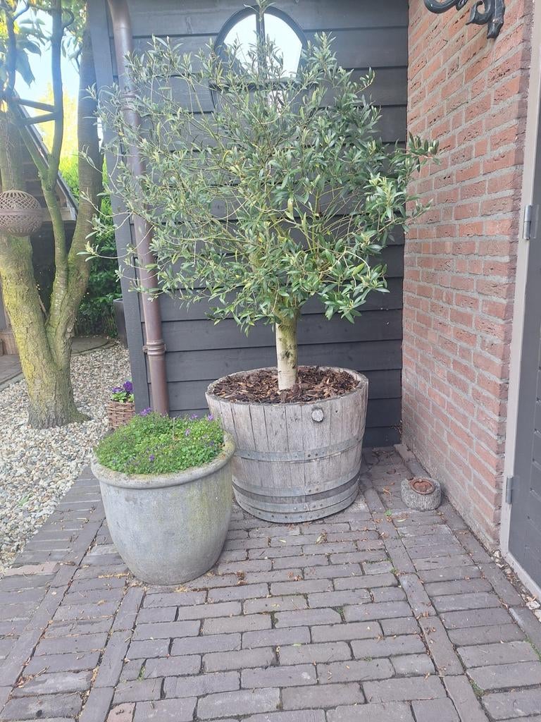 XXL grote eikenhouten bloempot/kuip wijnvat whiskeyvat, Ophalen, Rond, Zo goed als nieuw, Balkon
