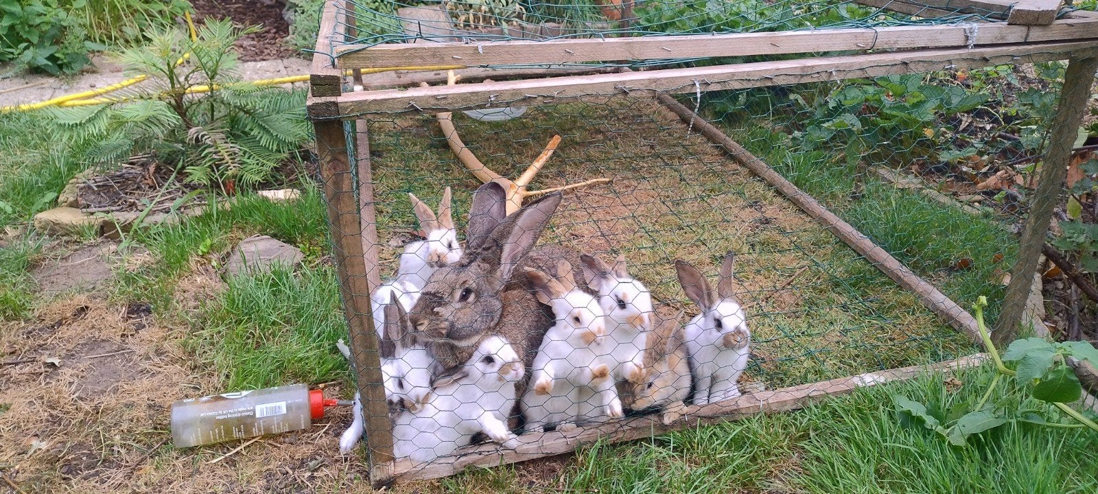 Lotharingen x Vlaamse reus jonkies, Dieren en Toebehoren, Konijnen, Meerdere dieren, Groot, 0 tot 2 jaar