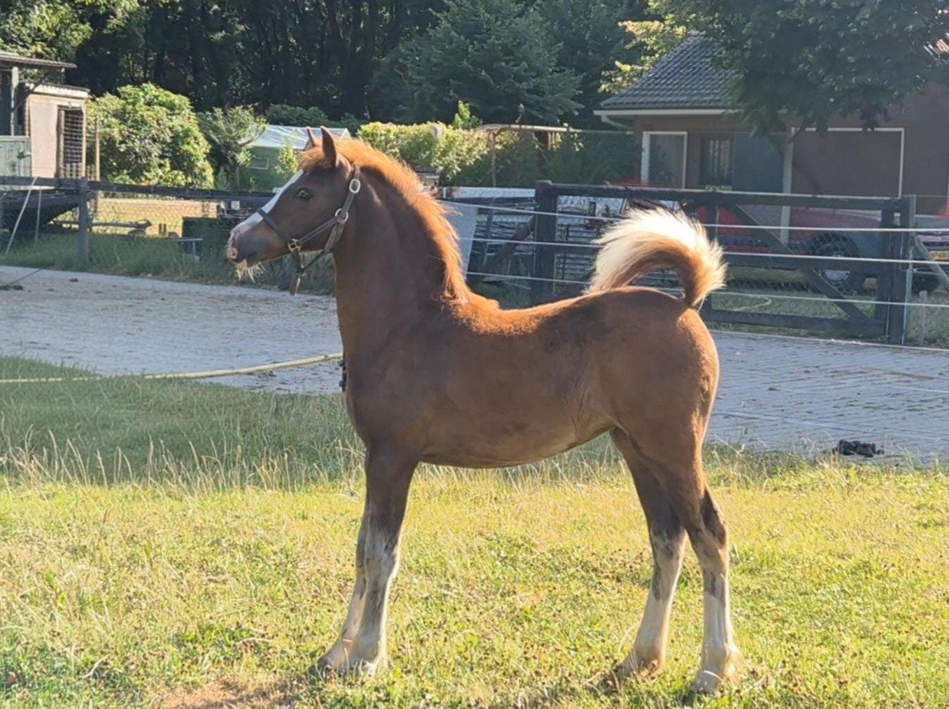 Prachtig Welsh C merrie veulen., Merrie, C pony (1.27m tot 1.37m), Met stamboom, 0 tot 2 jaar