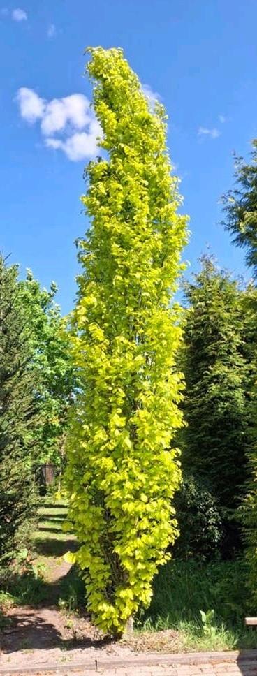 Groene Zuilbeuk - Fagus sylvatica 'Dawyck Gold' | 7+ meter, Tuin en Terras, Planten | Bomen, Bloeit niet, Zuilboom, 400 cm of meer
