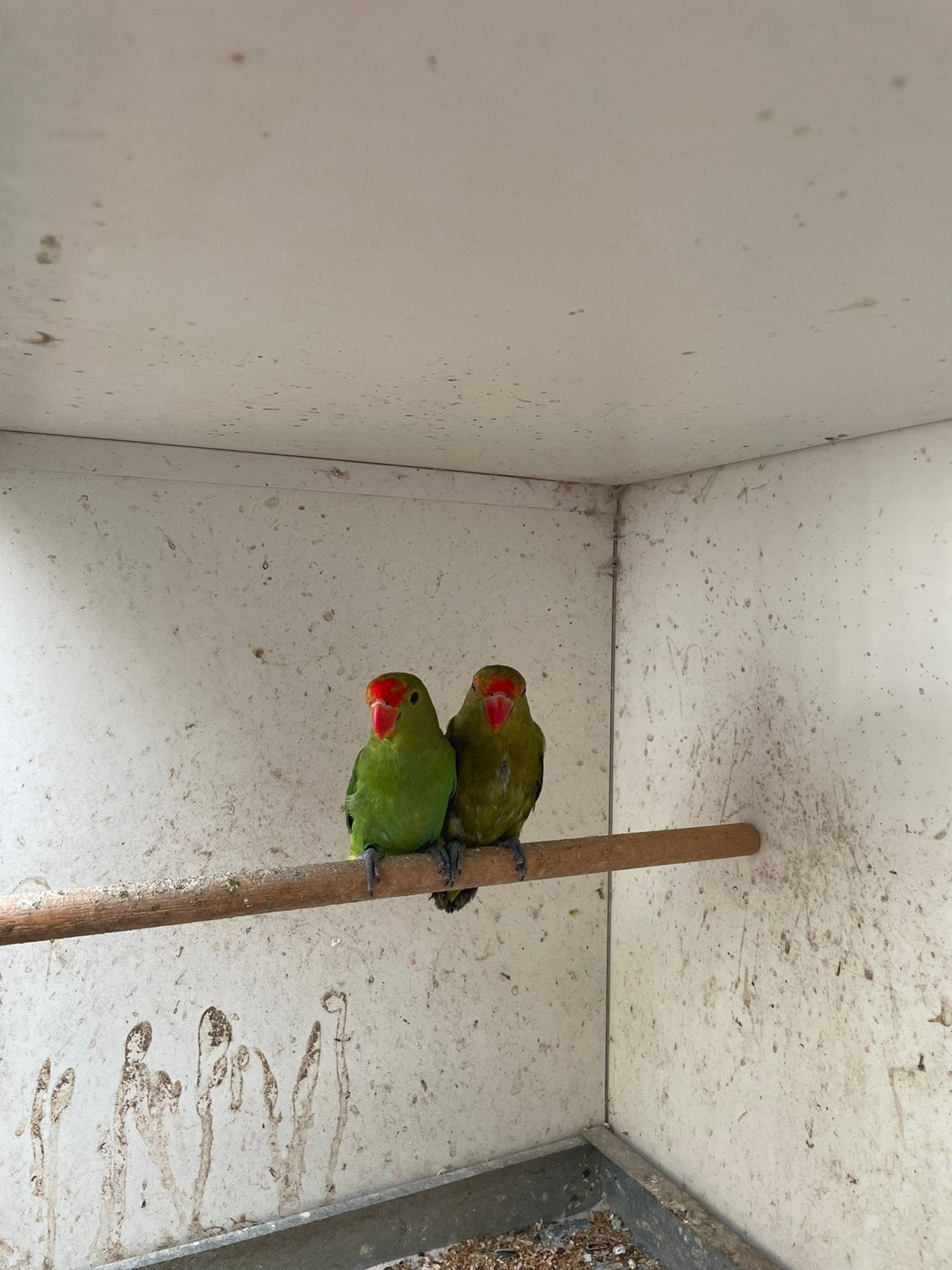Gevraagd 0-2 taranta’s., Dieren en Toebehoren, Dwergpapegaai of Agapornis
