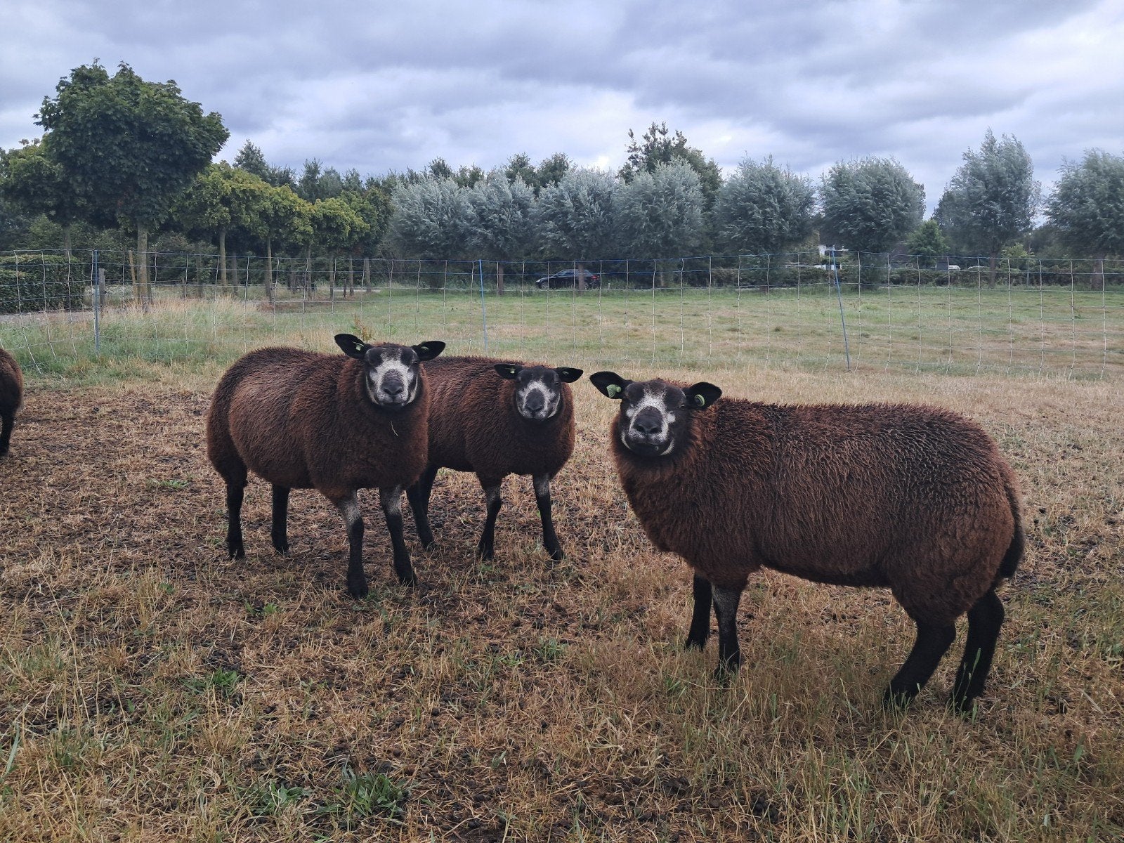 Stamboek Blauwe Texelaar ooilammeren te koop, Mannelijk, Schaap