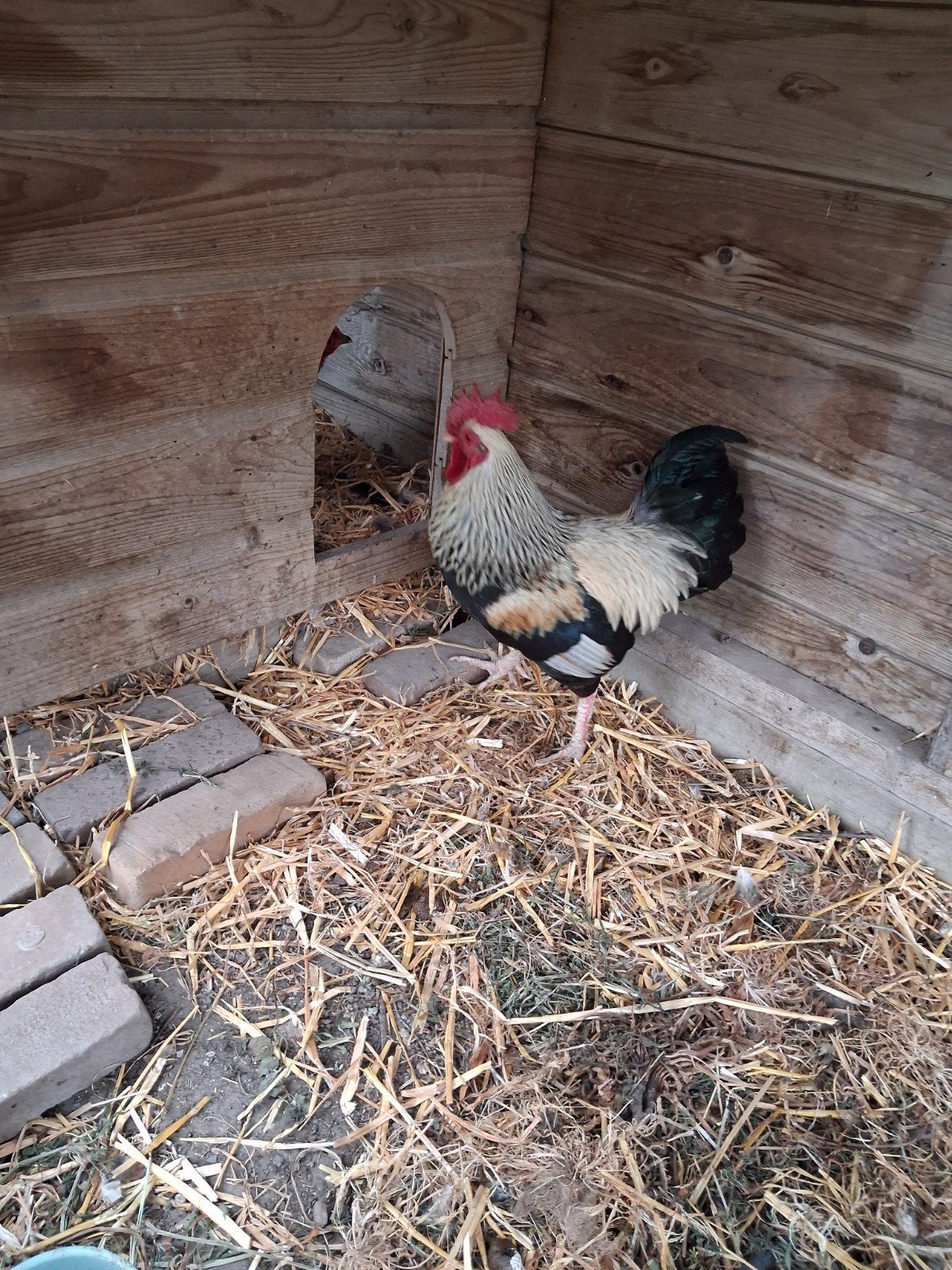 Wit met zwarte haan, Dieren en Toebehoren, Mannelijk, Kip