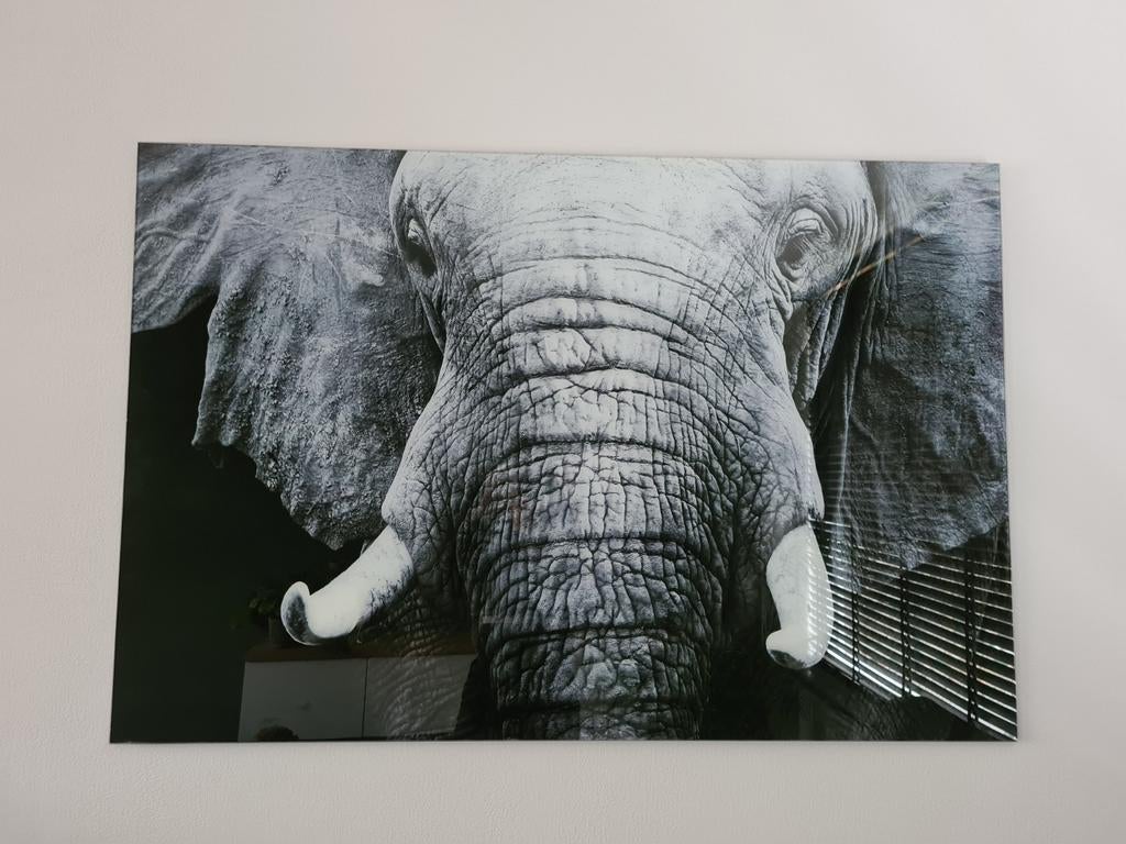 Schilderij op glas: Indrukwekkende olifant (zwart-wit), Ophalen, Zo goed als nieuw, Schilderij, 100 tot 125 cm