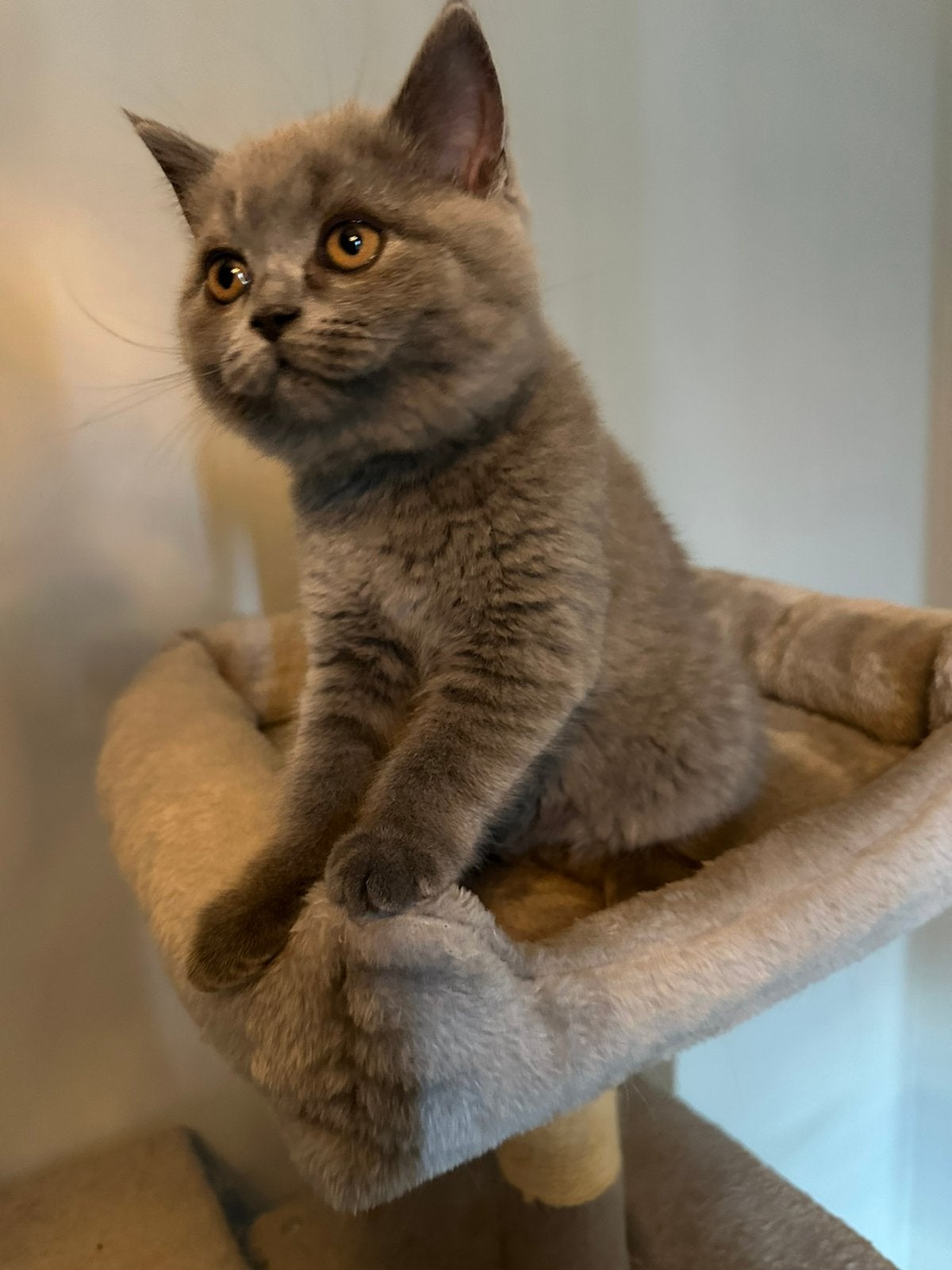 Britse korthaar kittens, Dieren en Toebehoren, Meerdere dieren, Gechipt, 0 tot 2 jaar