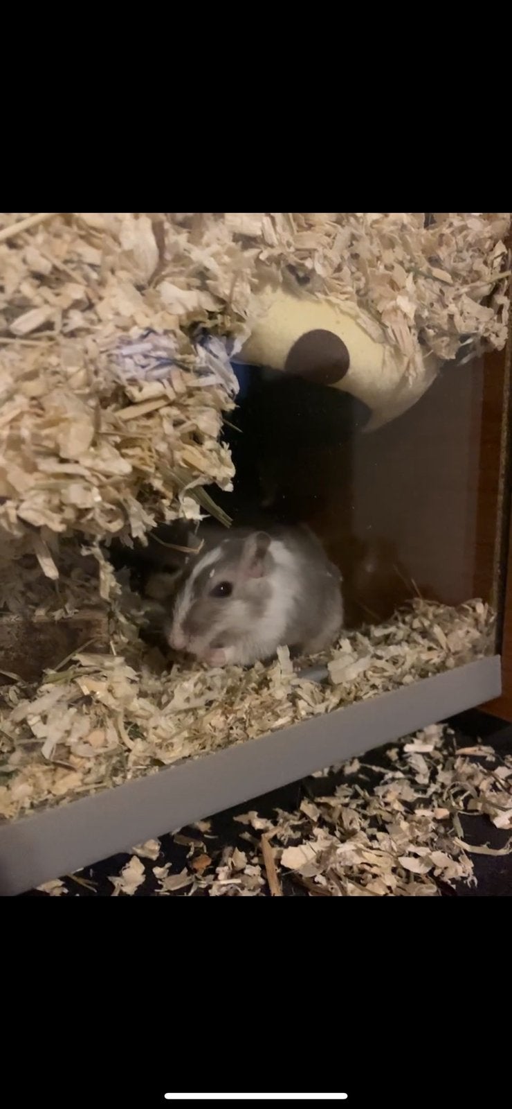 Gerbil, grijs met wit, April, Vrouwelijk, Rat