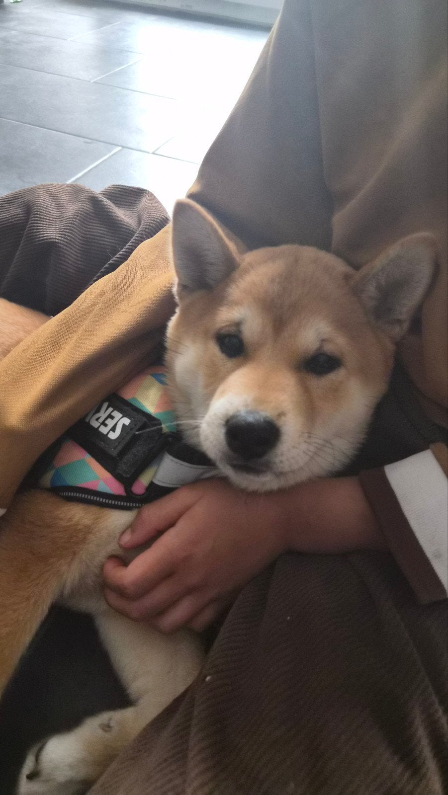 te koop: shiba inu reu 9 maanden, 15 weken tot 1 jaar, Reu, Eén hond, Nederland