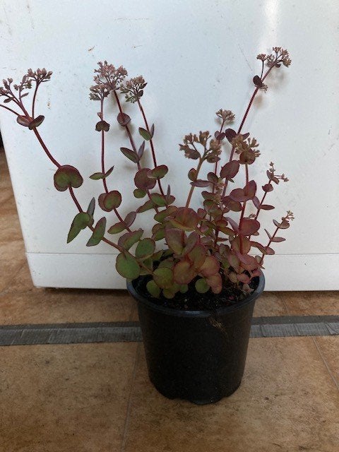 roze sedum in knop, Ophalen of Verzenden, Vaste plant, Overige soorten, Volle zon