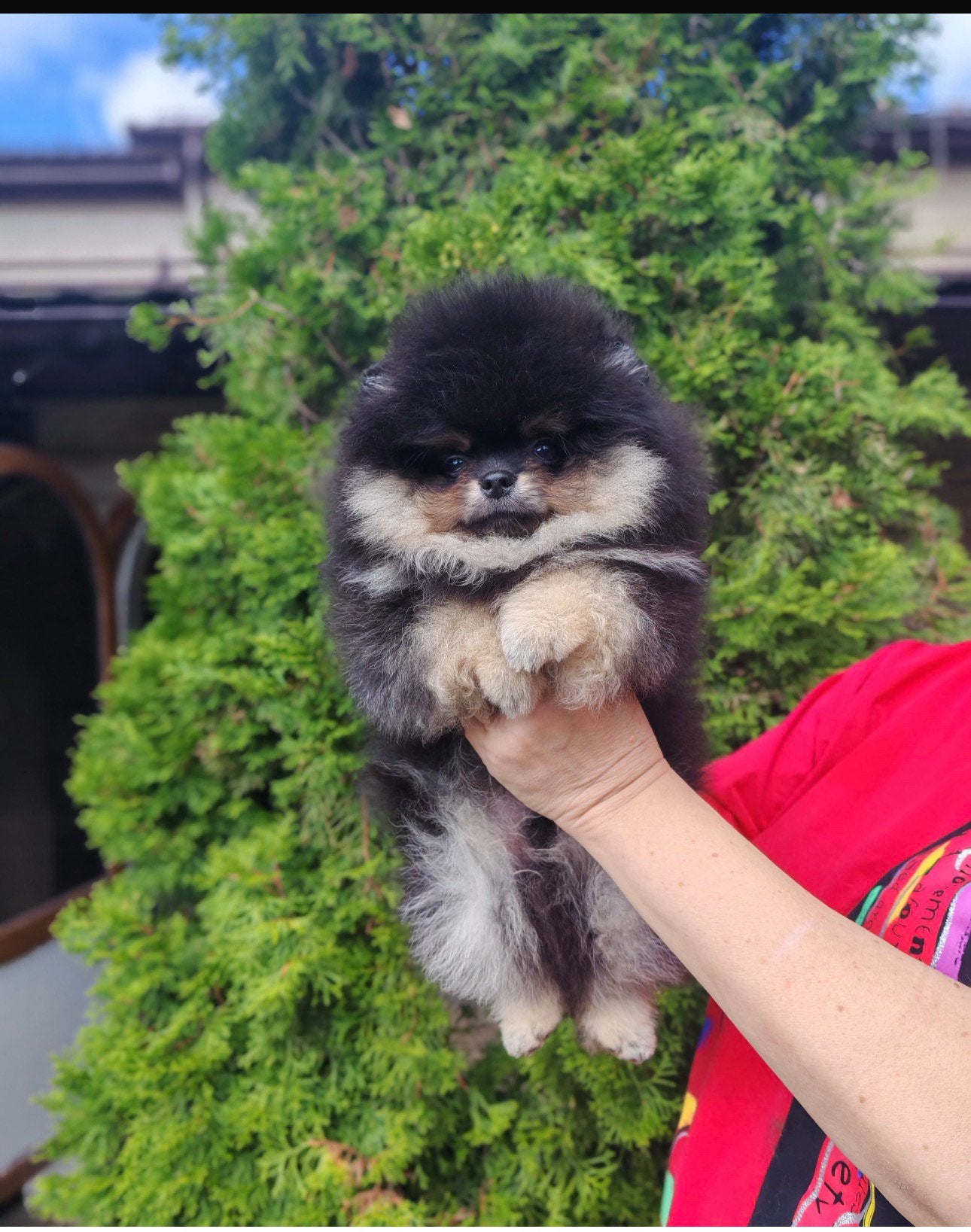 Pomeriaan pups, Particulier, Keeshond, 15 weken tot 1 jaar, Reu