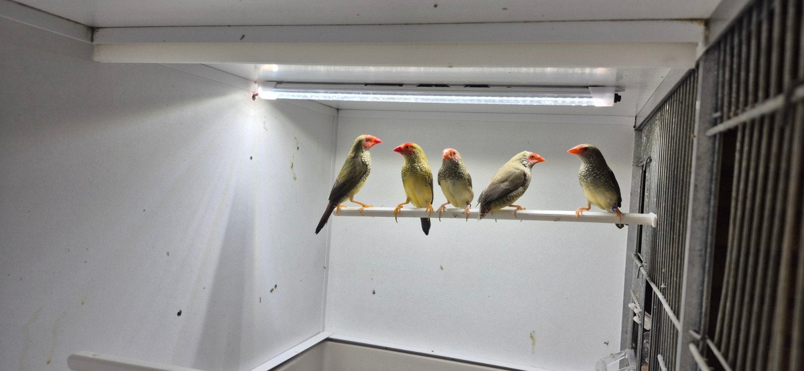 1-1 binsen astrildes, Dieren en Toebehoren, Vogels | Overige Vogels, Meerdere dieren, Tropenvogel