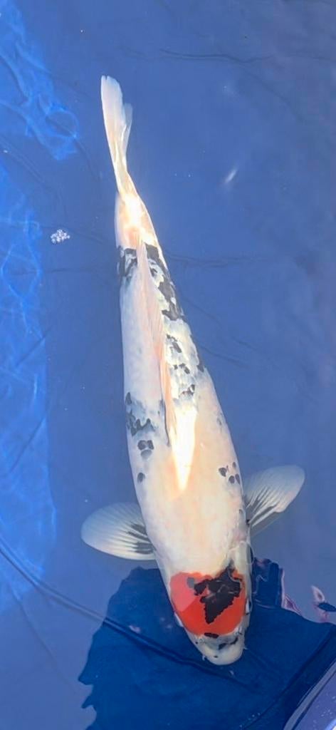 Tancho Showa 50-55cm, Karper of Koi
