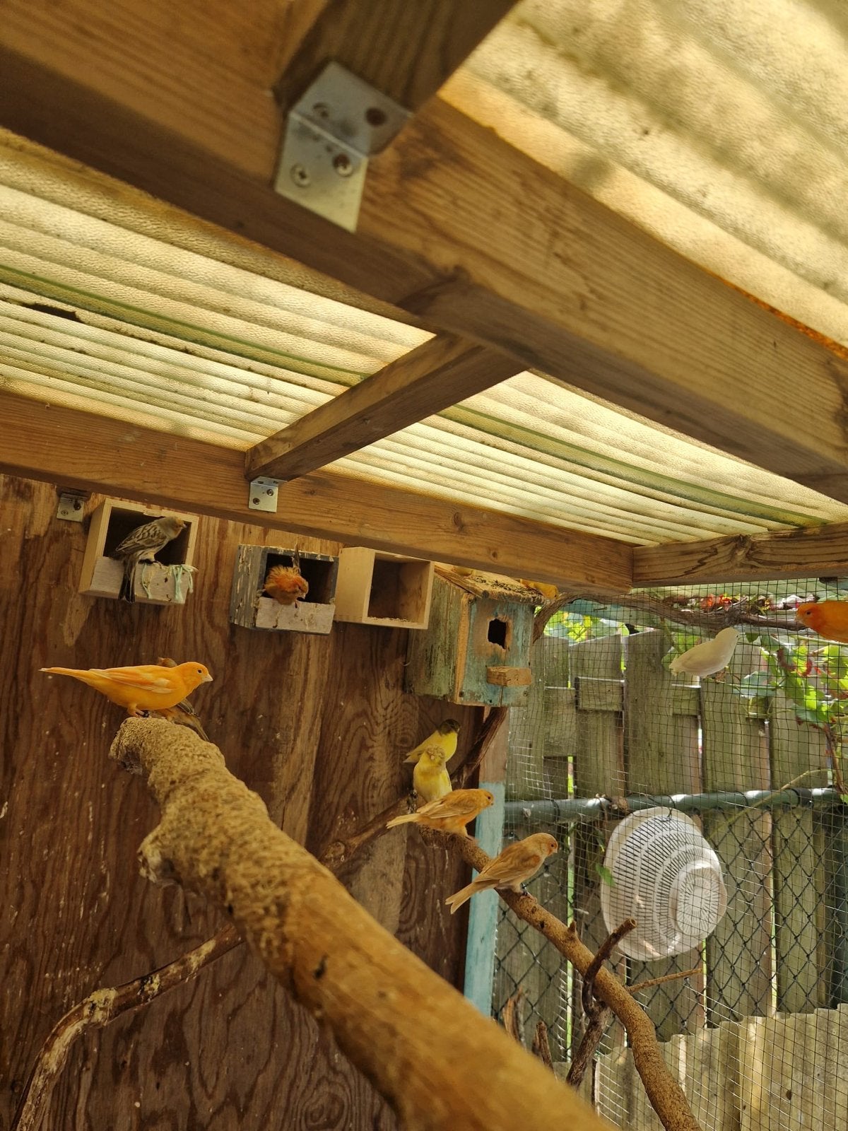 Vogels, Dieren en Toebehoren, Meerdere dieren, Tam