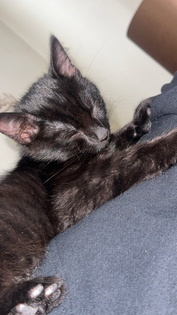 Lief katertje 12 weekjes op zoek naar gouden mand, Kater, Ontwormd, 0 tot 2 jaar