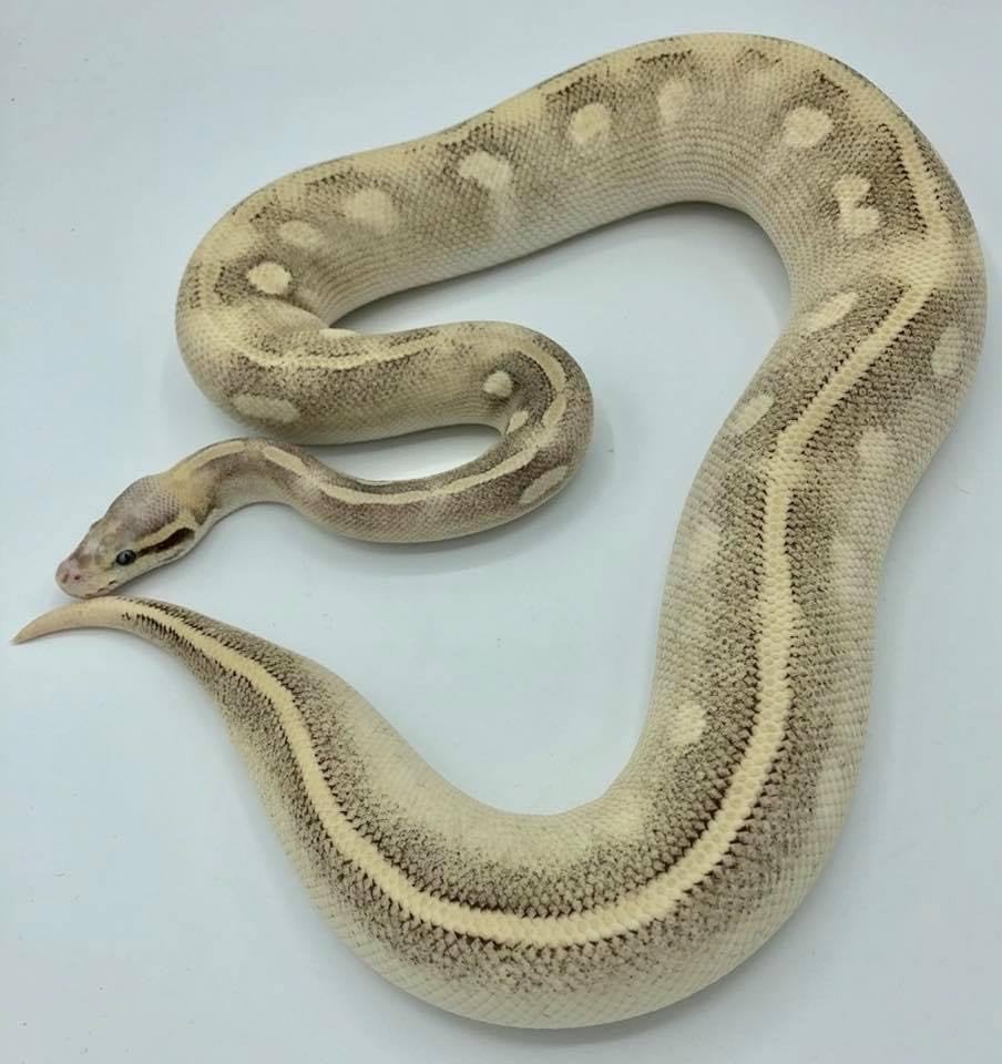 Ball python, PythonRegius, Koningspython vrouw volwassen Green Tree Python - female for sale from S.K.