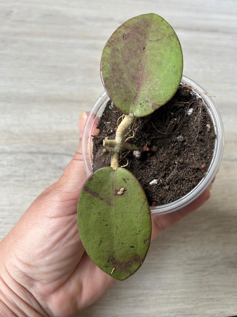 Hoya Silver Dollar, In pot, Minder dan 100 cm, Bloeiende kamerplant, Halfschaduw