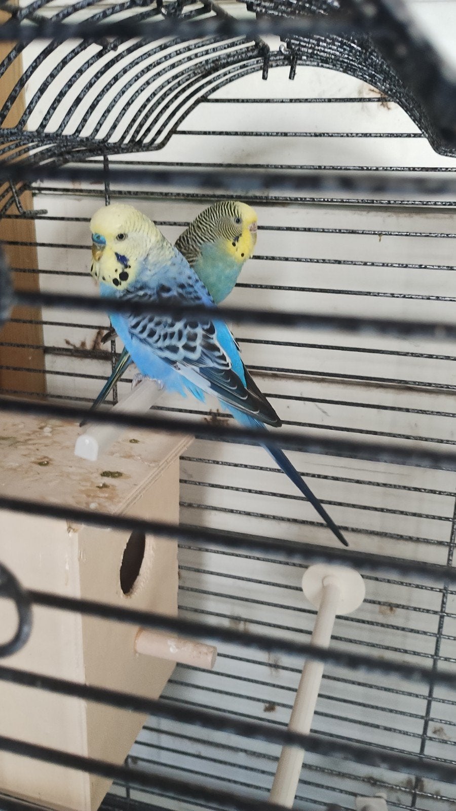 koppel grasparkieten met kooi, Dieren en Toebehoren, Vogels | Parkieten en Papegaaien, Meerdere dieren, Parkiet