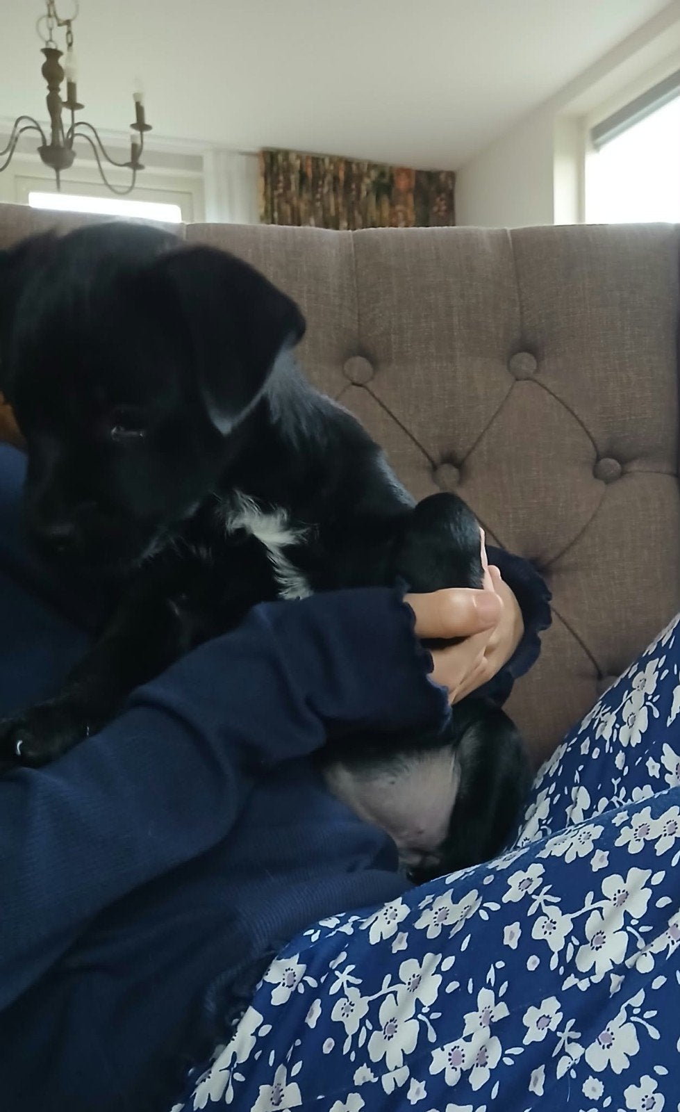 borderterrier kruising, teefje, CDV (hondenziekte), Overige rassen, 8 tot 15 weken, Teef