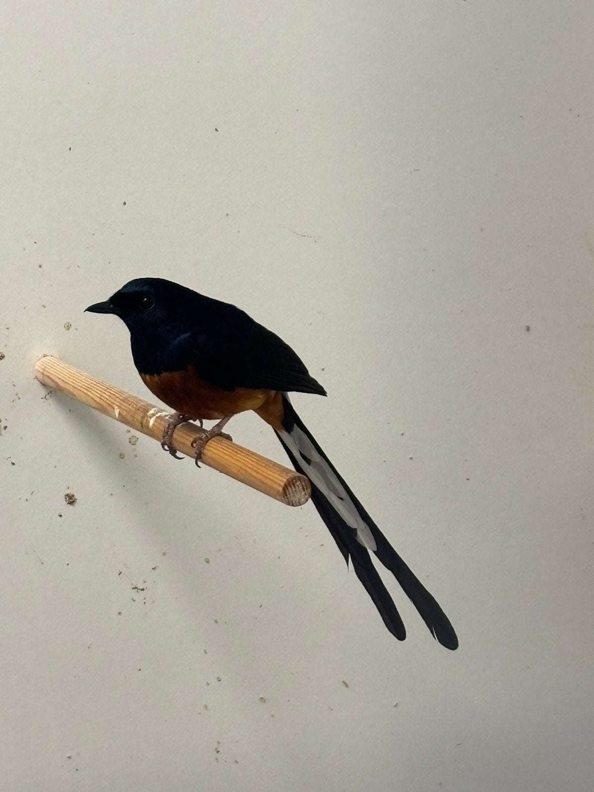 Koppel schamalijsters, Dieren en Toebehoren, Vogels | Overige Vogels, Meerdere dieren, Geringd