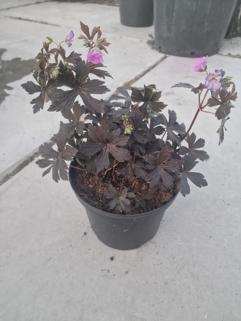 Geranium stormy night, Ophalen, Overige soorten, Volle zon