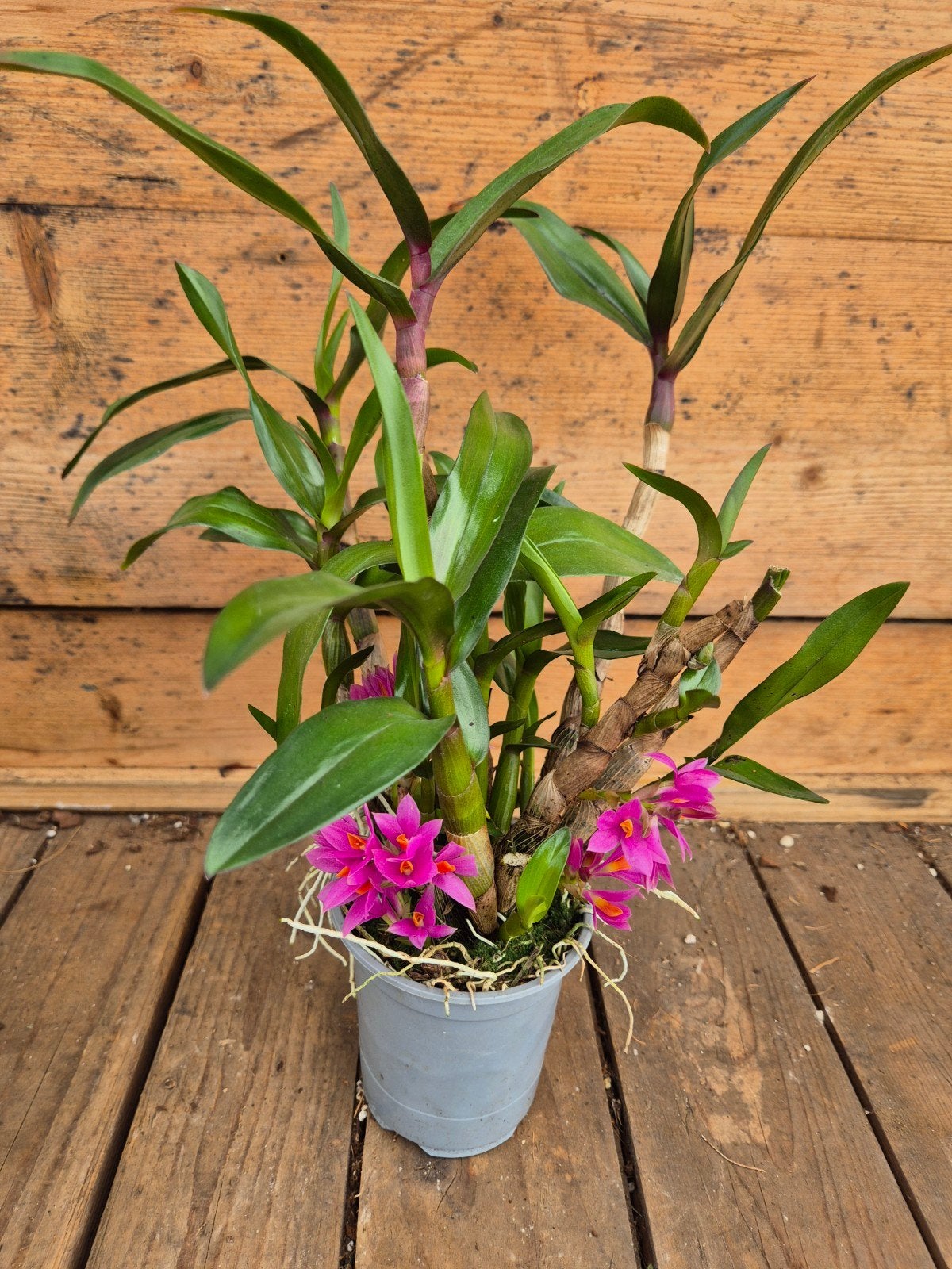 Orchidee Dendrobium Hibik p9 (6), Ophalen of Verzenden, Halfschaduw, Minder dan 100 cm