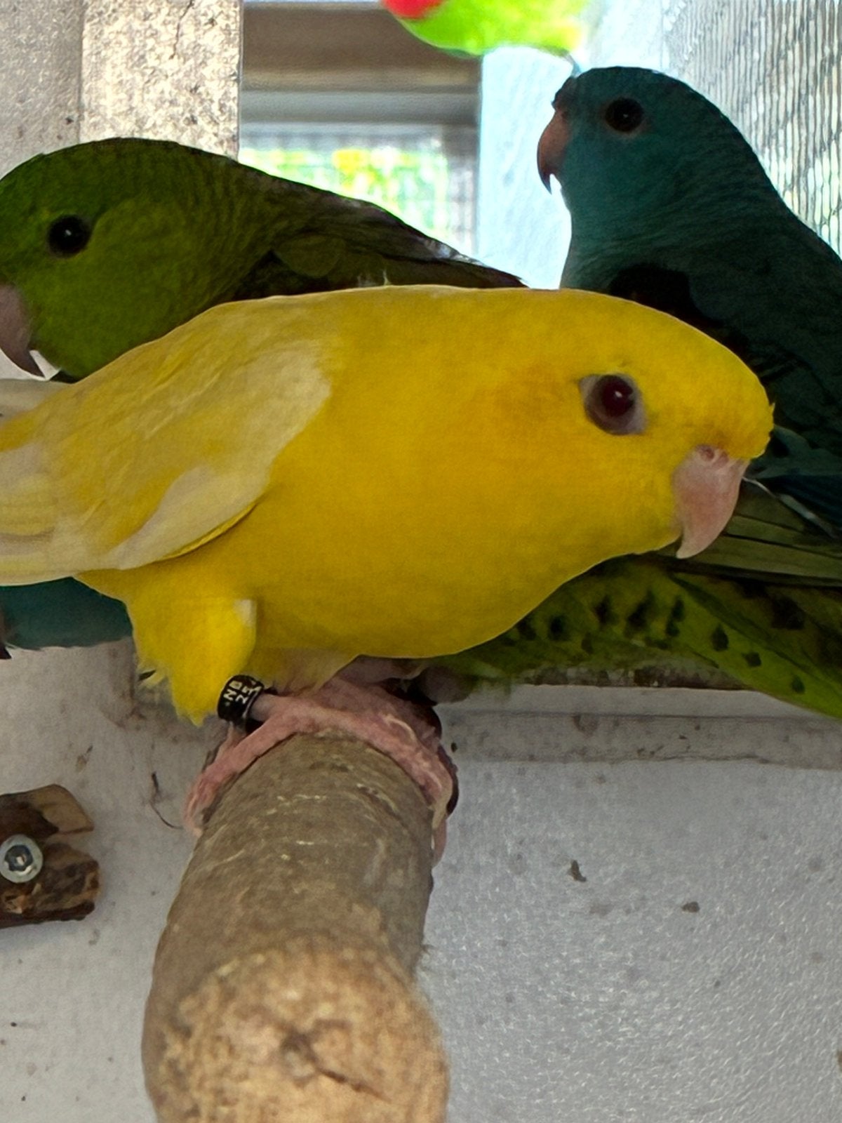 2 koppels catharina parkieten met jongen, Dieren en Toebehoren, Vogels | Parkieten en Papegaaien, Meerdere dieren, Parkiet, Geringd