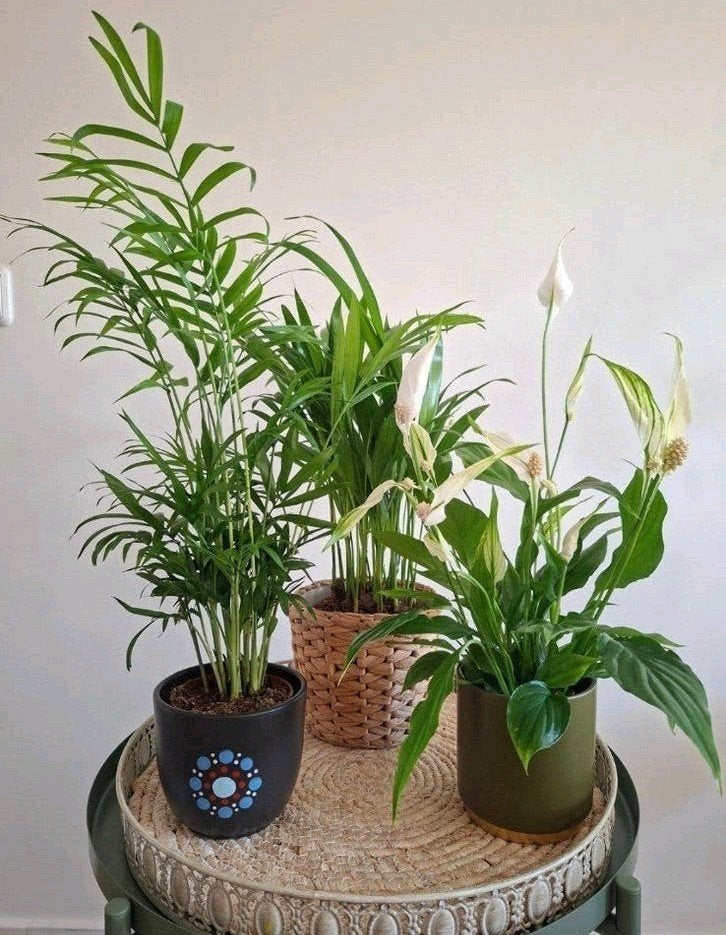 Kamerplanten Palm Spathiphyllum Maranta Calathea Pothos, Huis en Inrichting, Ophalen, Palm, Halfschaduw, In pot