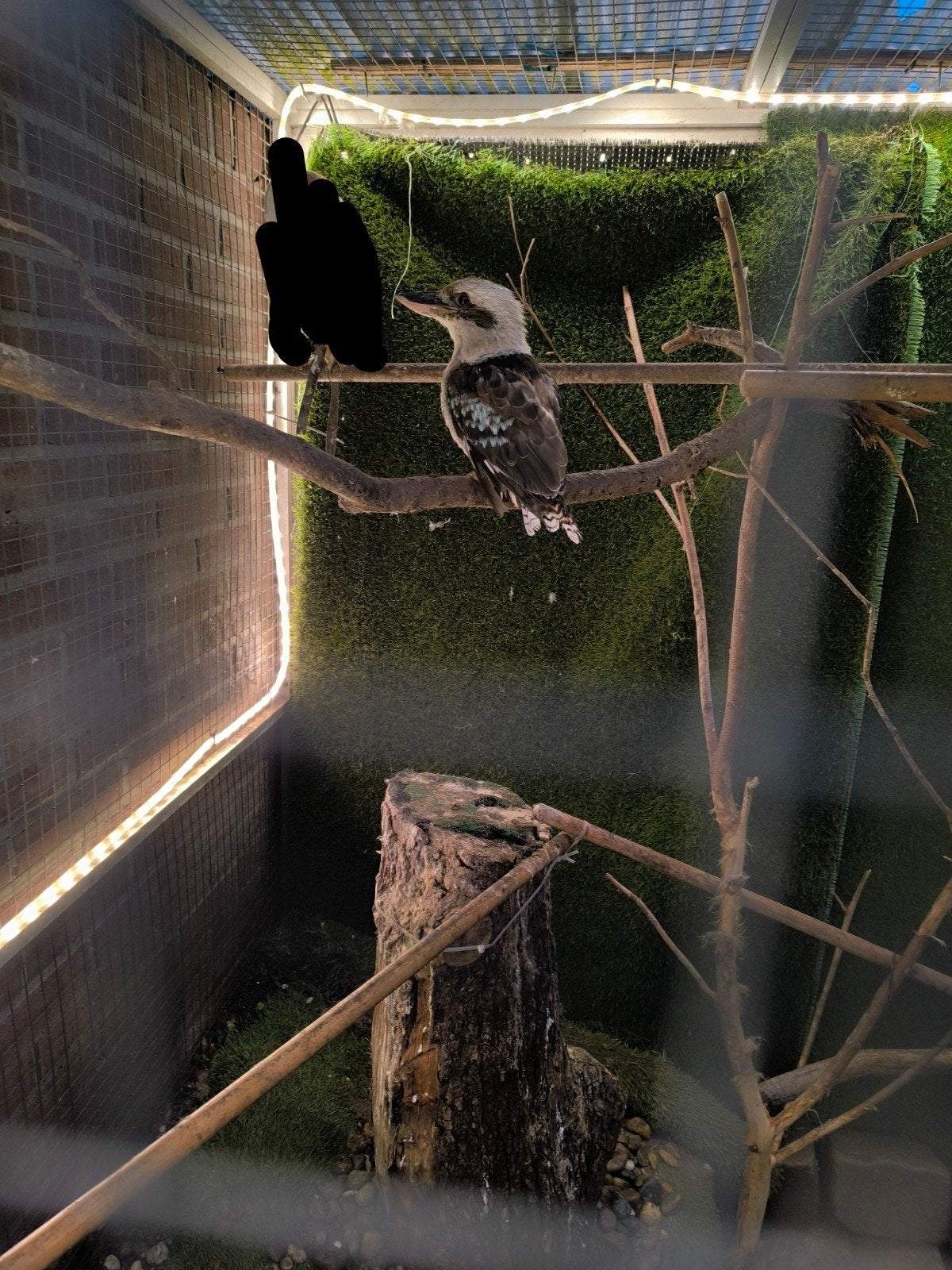 kookaburra, Mannelijk, Roofvogel, Geringd