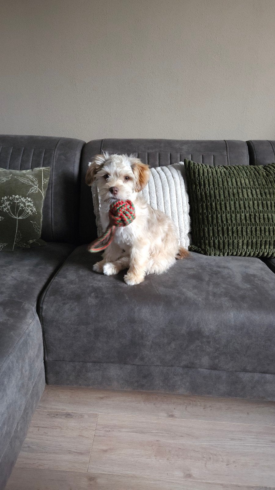 Boomer Choco teefje, Dieren en Toebehoren, 15 weken tot 1 jaar, Overige rassen, Teef, Parvo